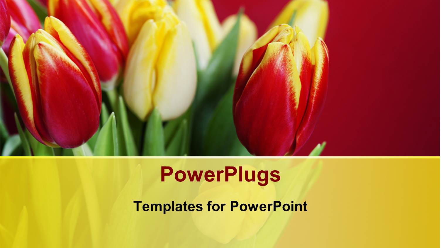 Beautiful Red and White Roses Bouquet Over Red Background