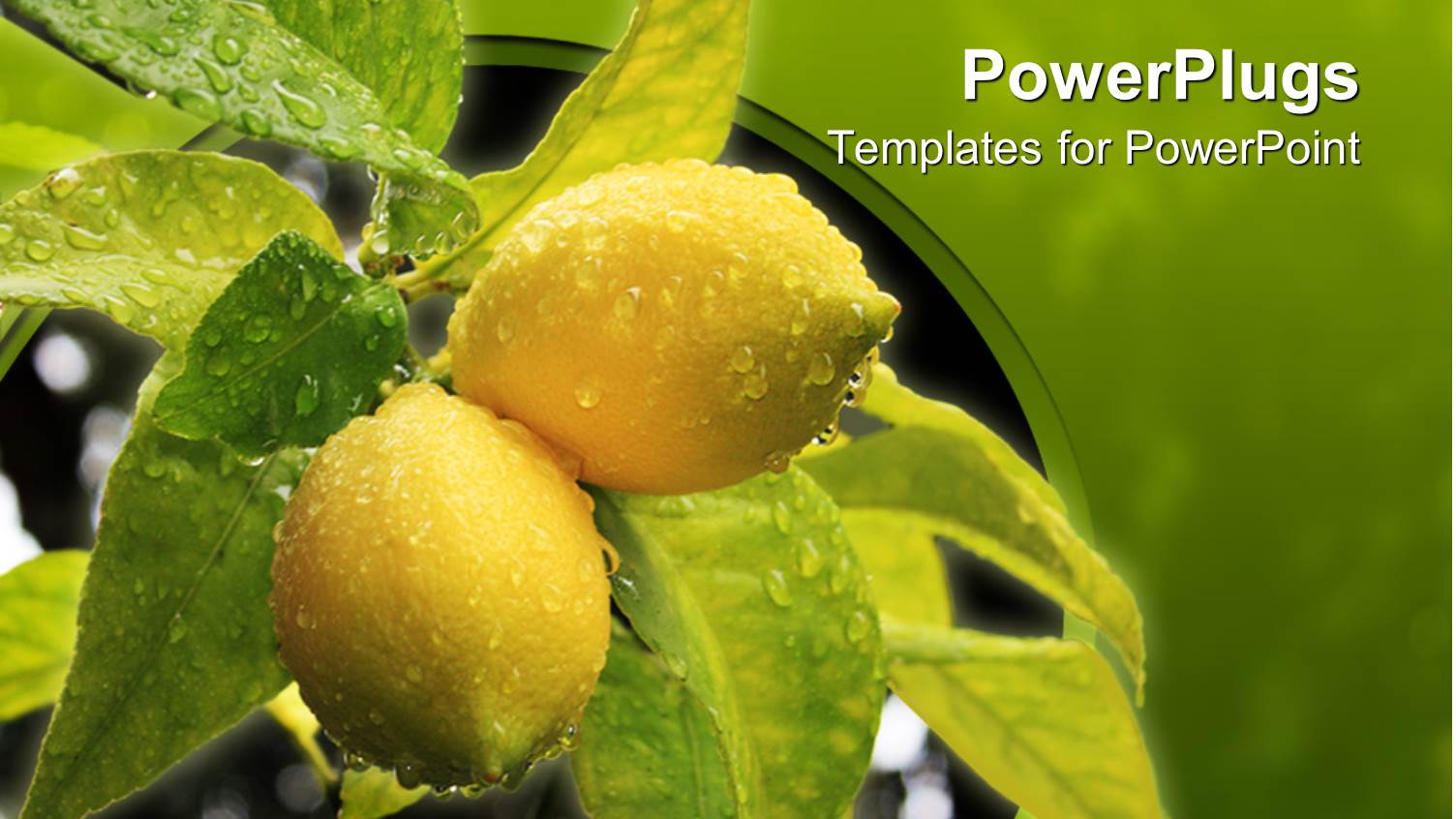 a Beautiful Representation of Lemon Ad Leaves with Greenish Background