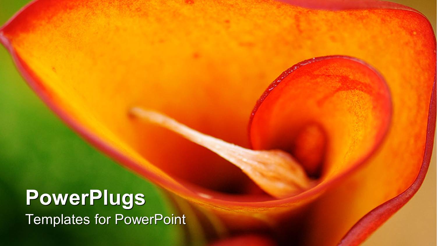 a Beautiful Rose with Blurred Background