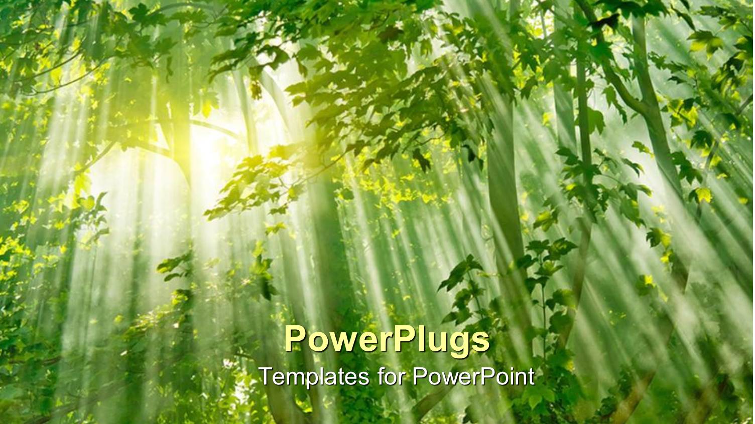 a Beautiful Scenery Including Sunlight in a Forest and its Effect