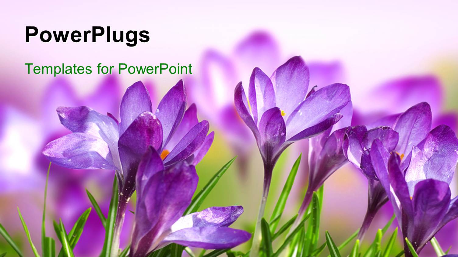 a Number of Purple Flowers with a Blurred Background