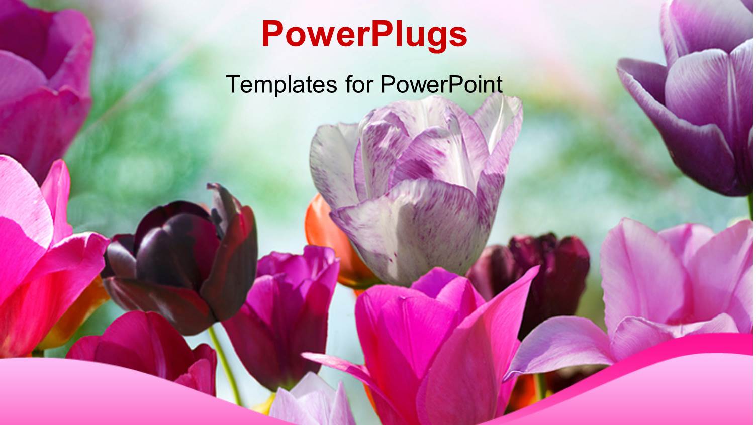 Beautiful Spring Flowers in Pink and Purple with Nature in Background