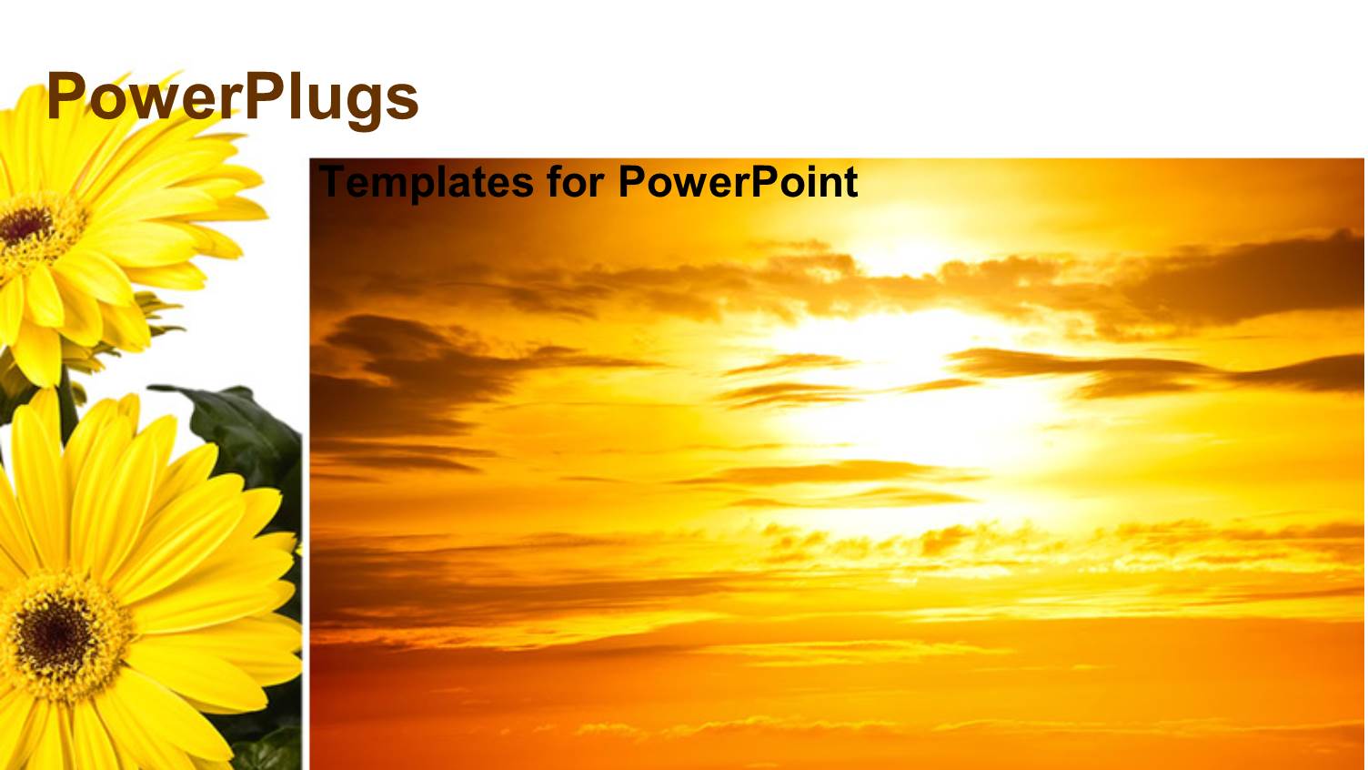 Beautiful Sunset in Cloudy Sky with Sunflower 