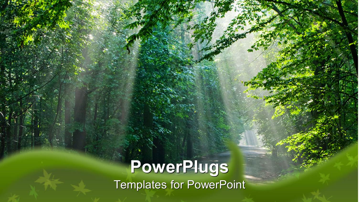 Beautiful Sunshine Light Through the big Green Trees in the Walking Trail