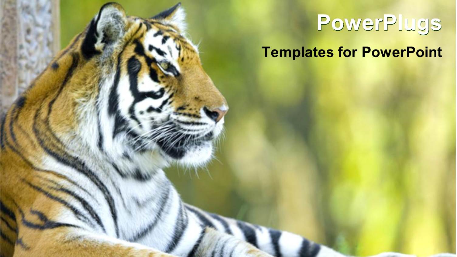 Beautiful Tiger Resting, Tiger at a Zoo, Close Up of Tiger Head with Body Laying on the Ground with Blurred Background