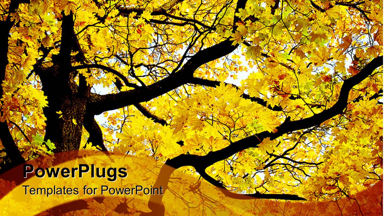 a Beautiful Tree in Autumn with Place for Text