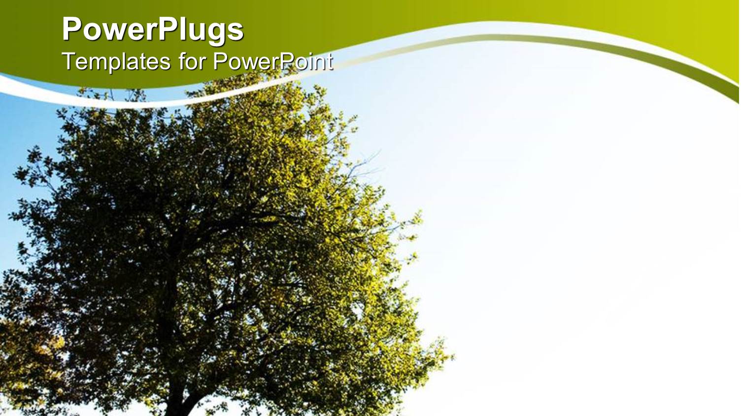 a Beautiful Tree and its Reflection Along with Grass