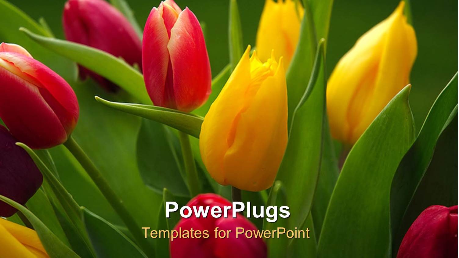 Beautiful Tulips Growing in Flower Garden