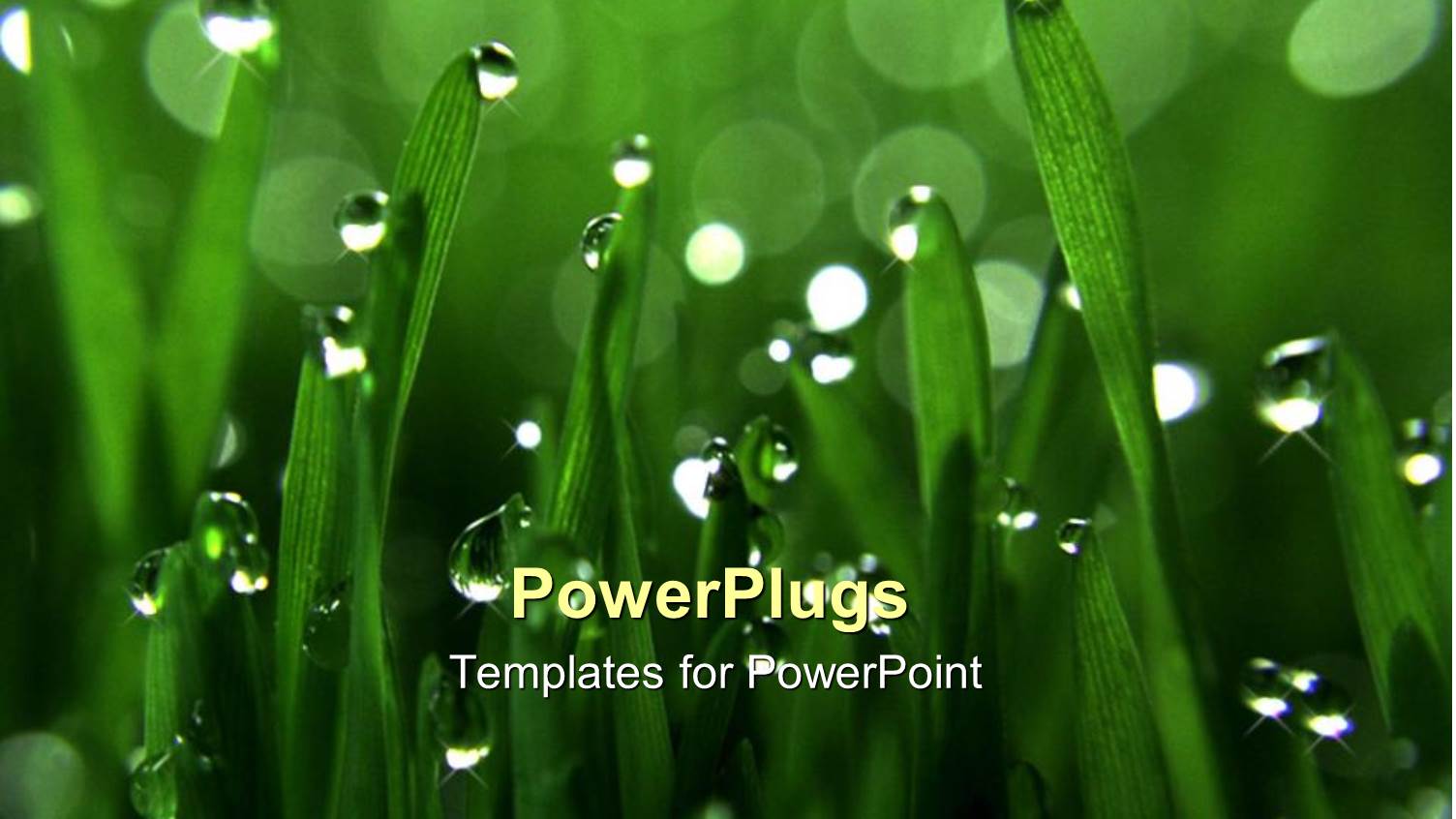 a Beautiful View of Green Grass with Dew