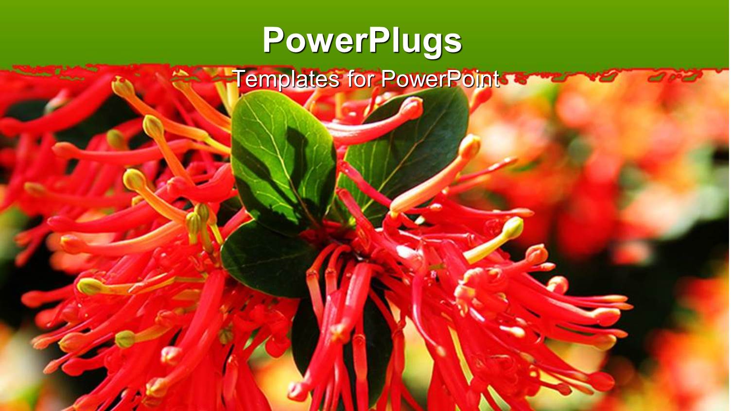 a Beautiful View of the Scarlet Flower Along with Leaves