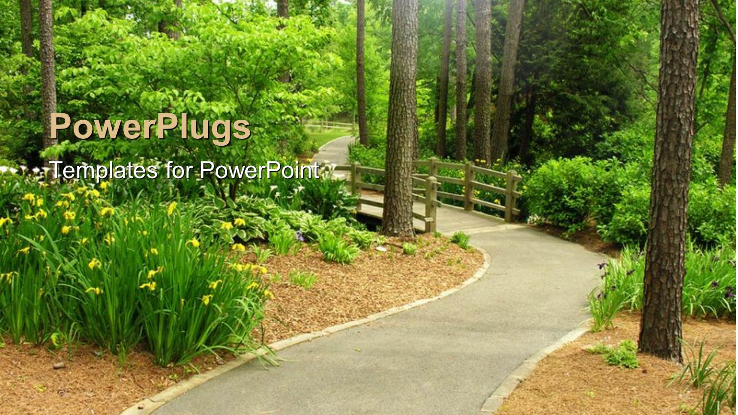Beautiful Walkway with Bridge in the Middle of Green Forest