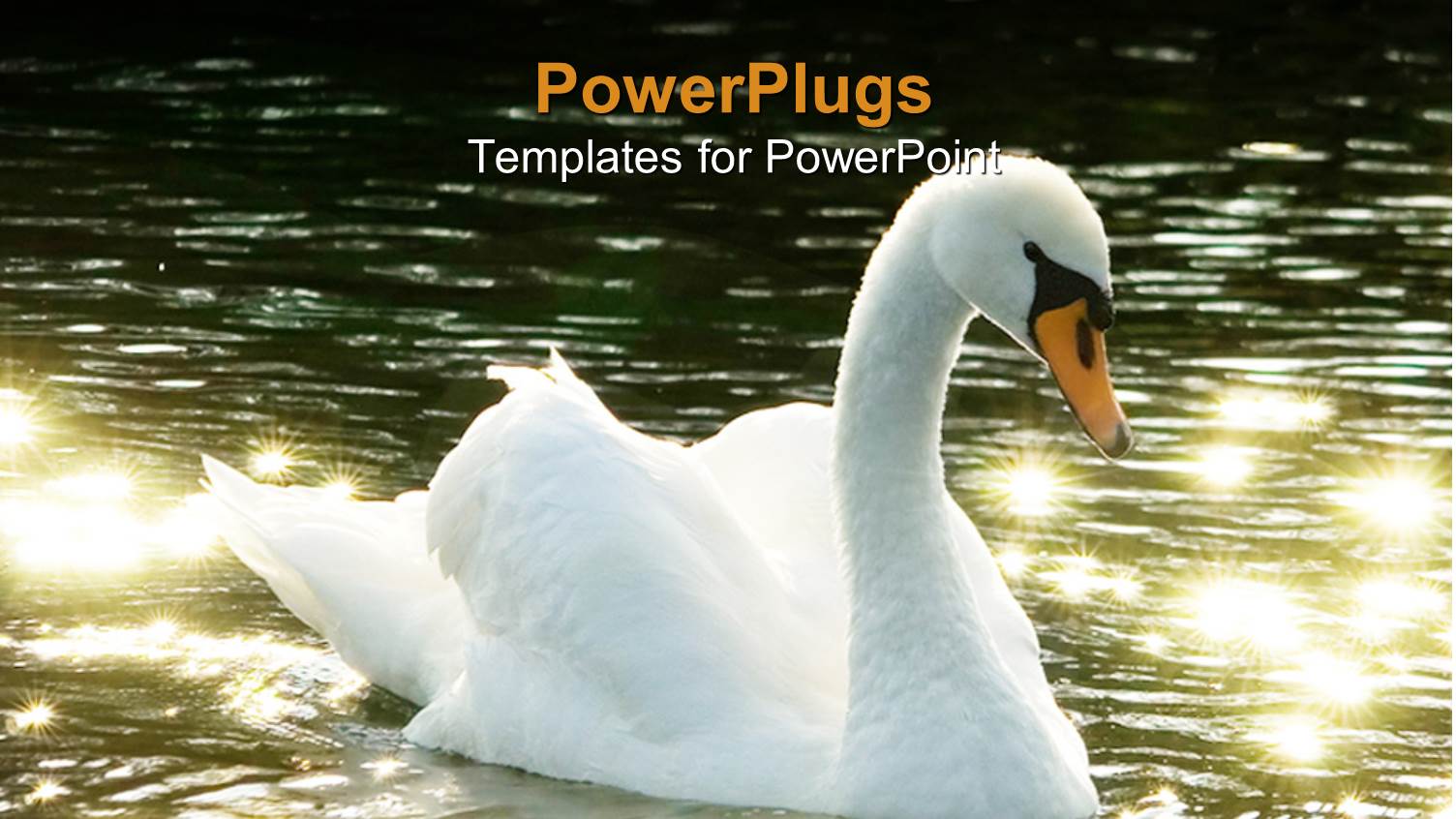 Beautiful White Swan with Yellow Bick Moving on Sparkling River