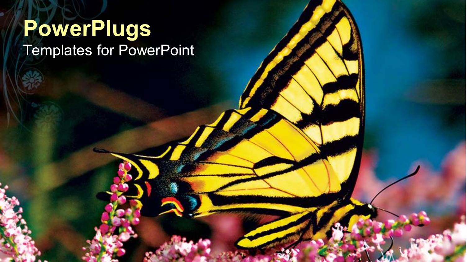 Beautiful Yellow and Black Butterfly Perching on a Flower