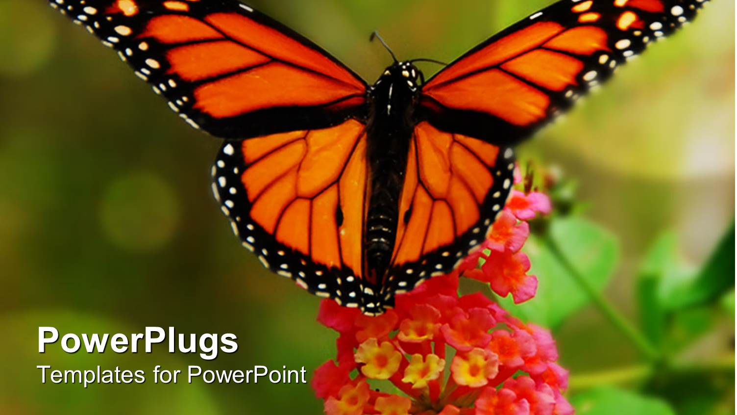 Beautiful Yellow Butterfly Close Up on Red Lantana Flower