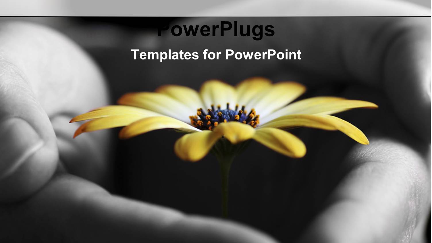 a Beautiful Yellow Flower Inside a Hand