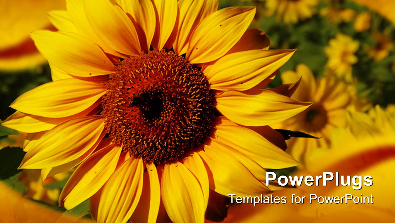 Beautiful Yellow Sunflower in Gardenwith Nice Frame