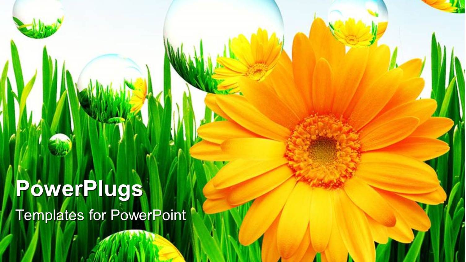 Beautiful Yellow Sunflowers on Green Grass with Bubbles Floating Around