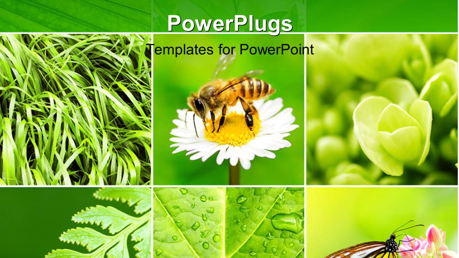 a Bee and a Butterfly with a Variety of Leaves