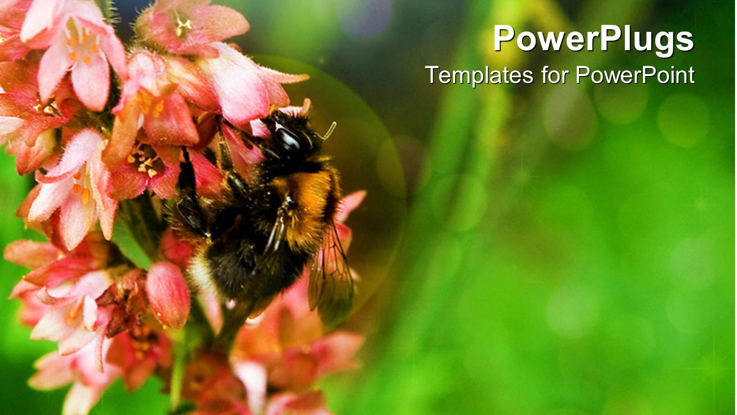 a Bee Feeding on a Bunch of Flowers with Green Background