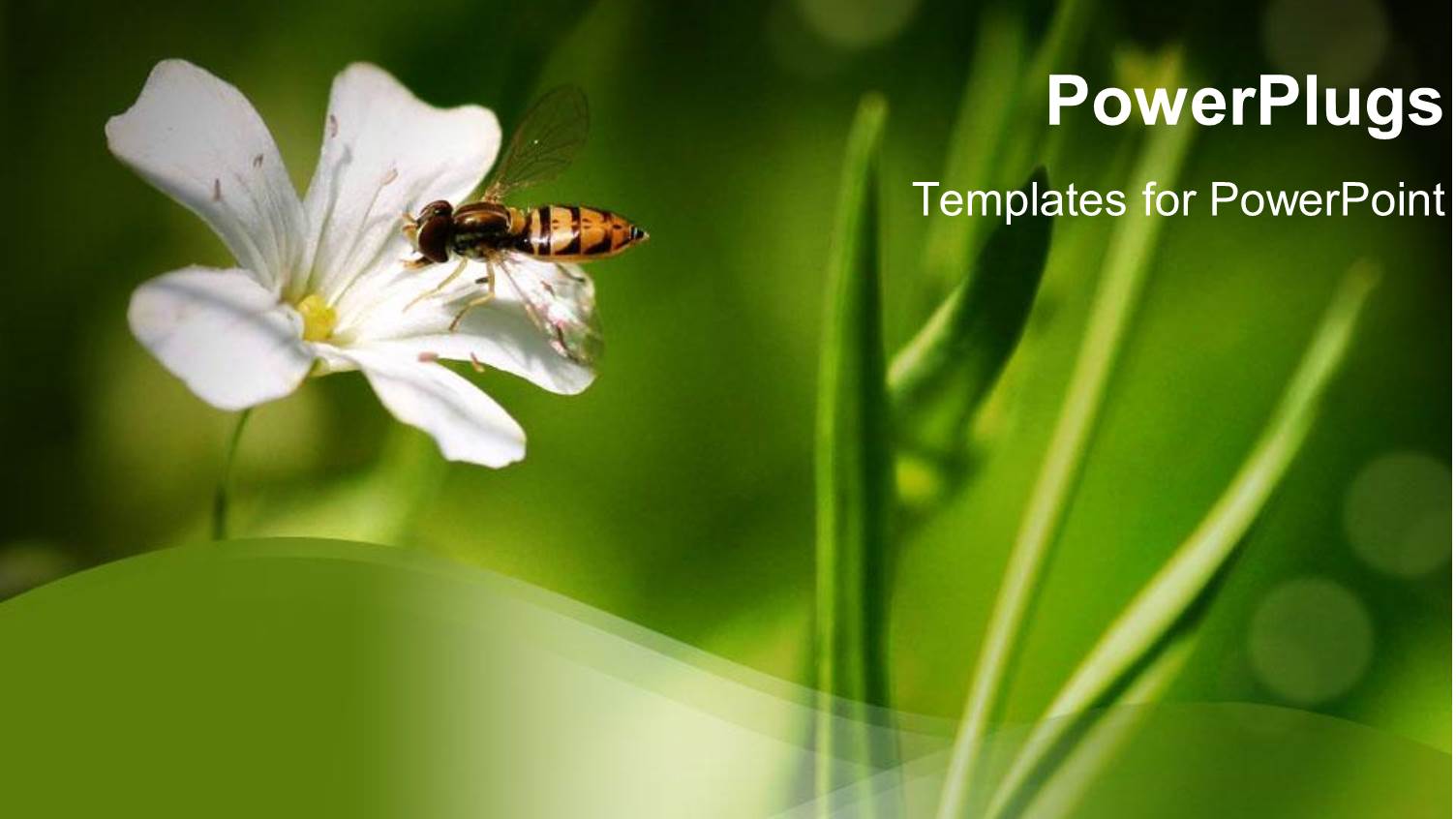 Bee Standing on White Flower in Bright Green Background