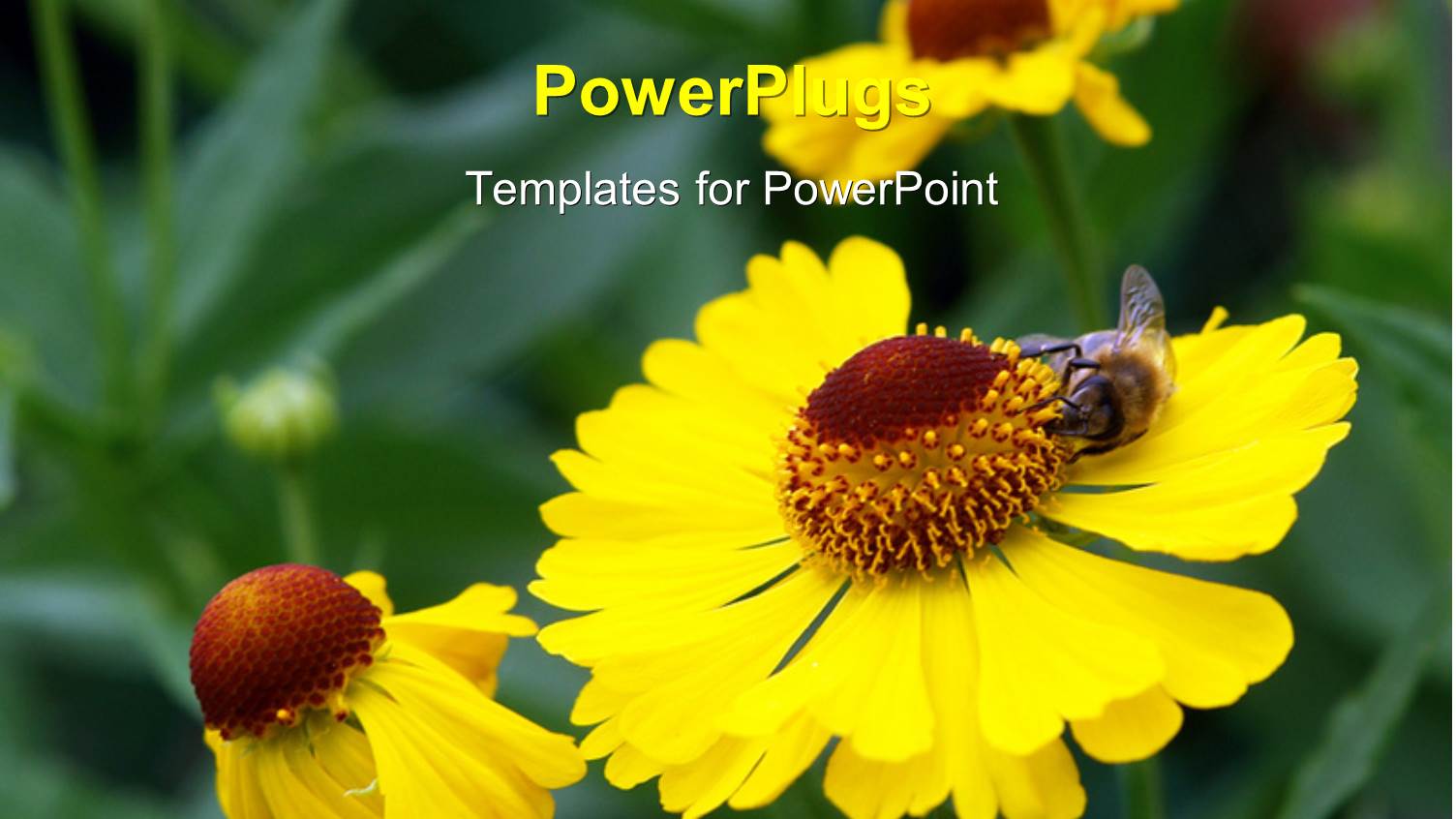 Bee Sucking Nectar of Yellow Sunflower in Garden