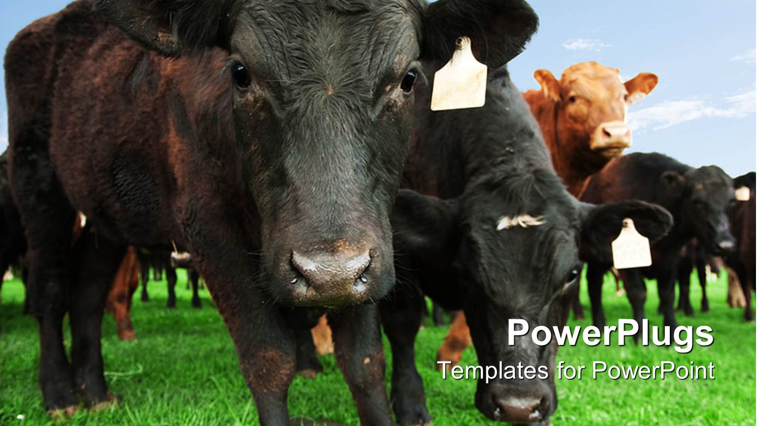 Beef Cow with other Cattle