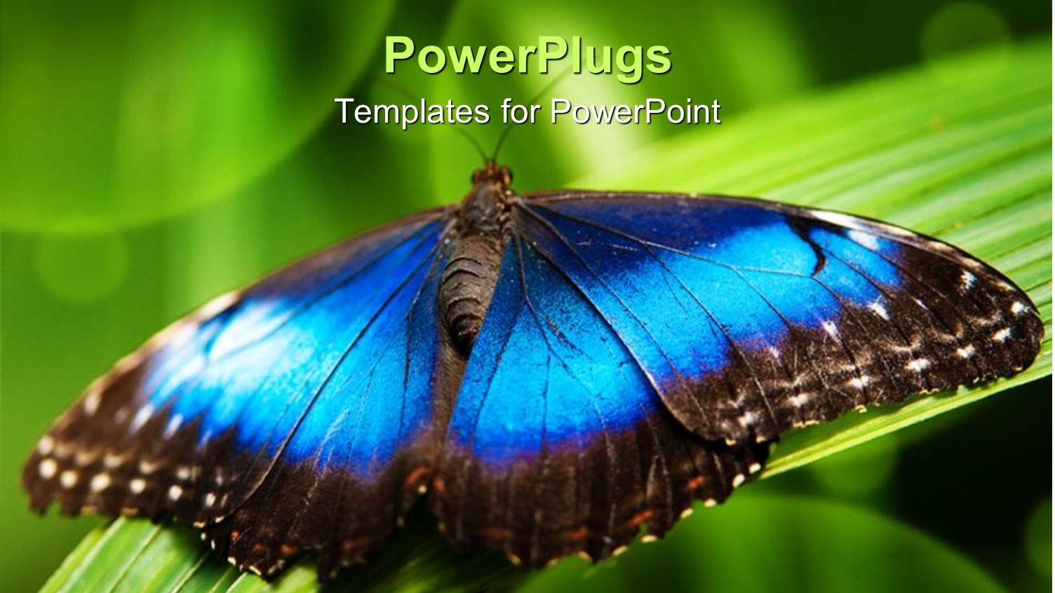 big Blue and Black Butterfly on a Grass Blade