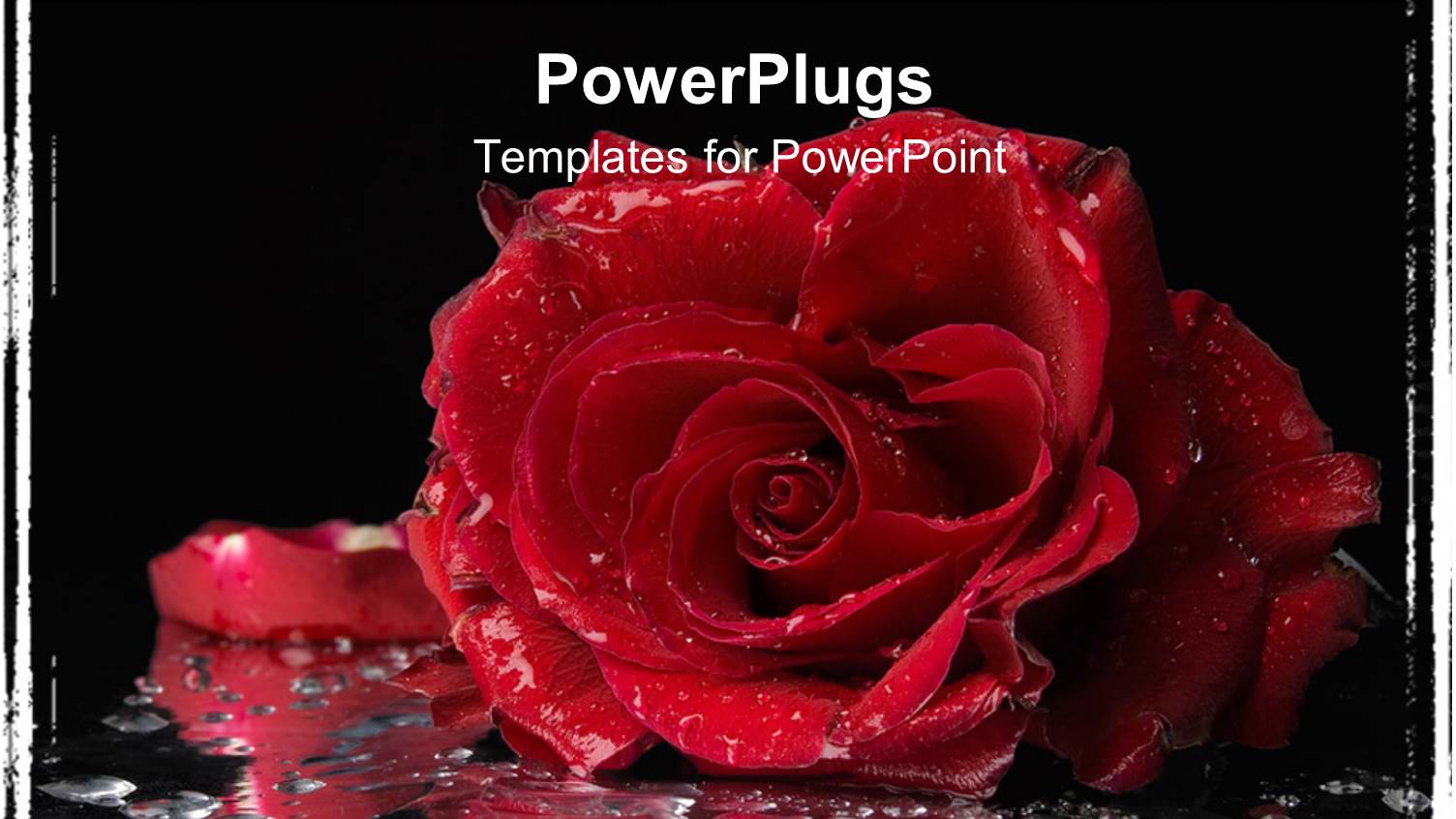 big Red Rose with Water Droplets on a Black Background