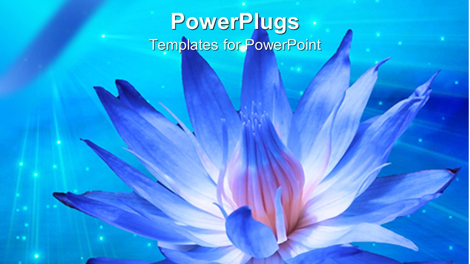 big White and Blue Lotus Flower on a Blue Background