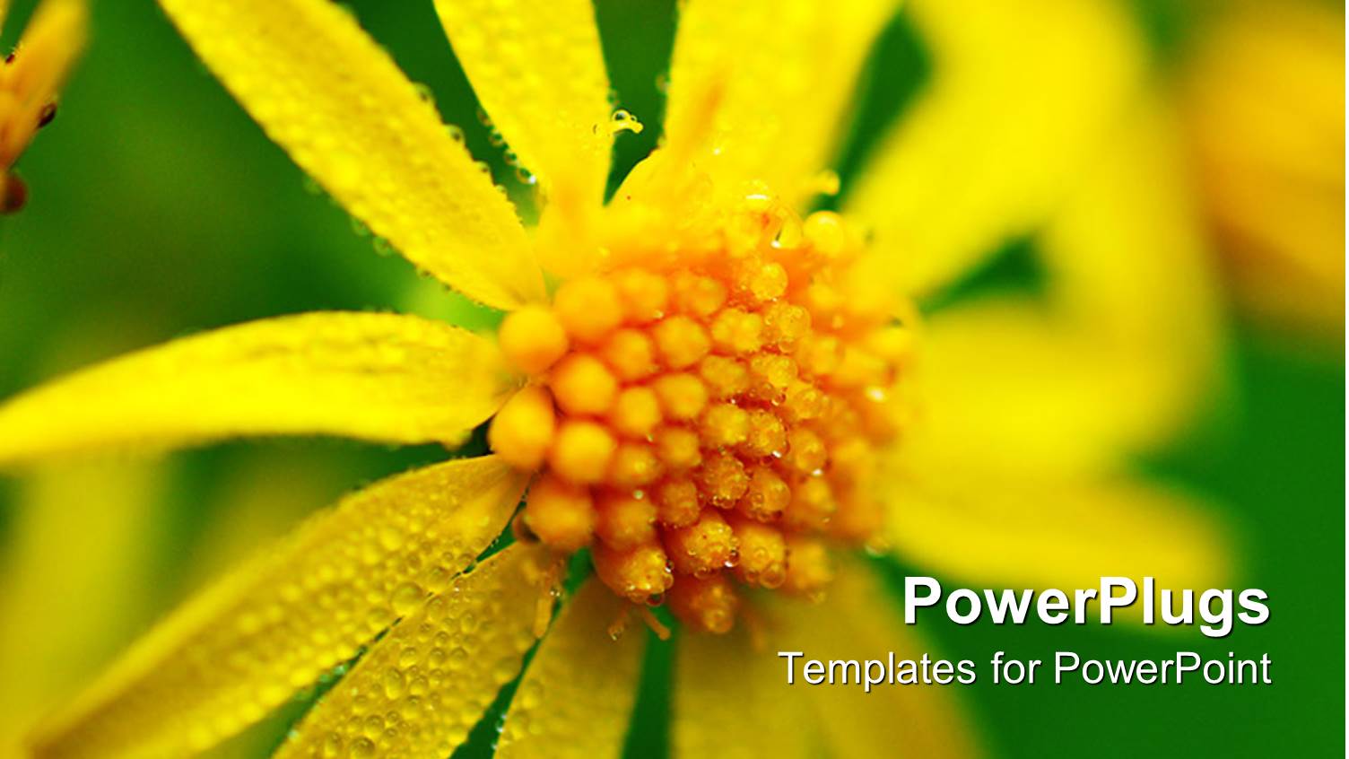 a big Yellow Flower on a Green Colored Background