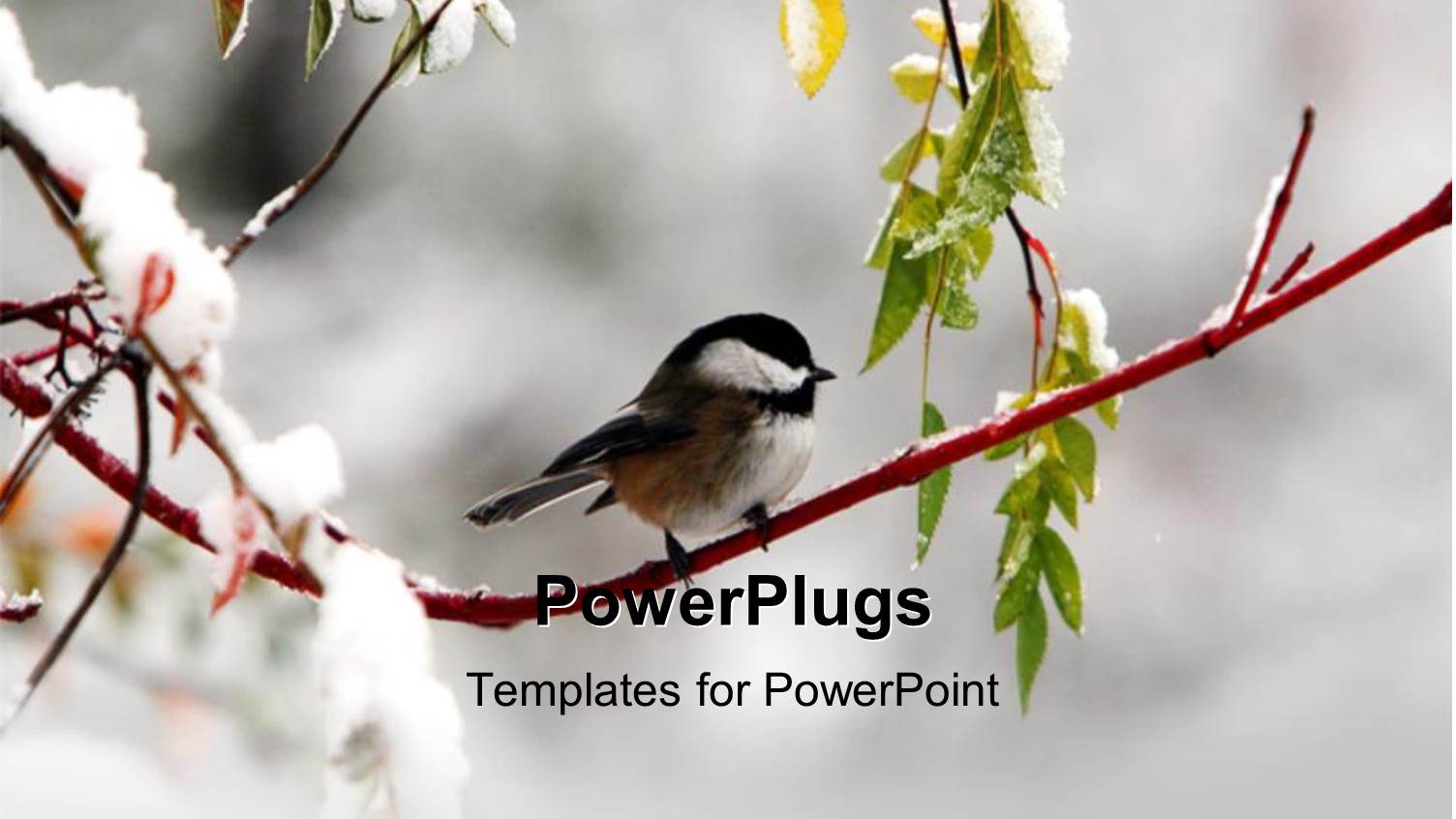 a Bird on the Branch of a Tree in Winters