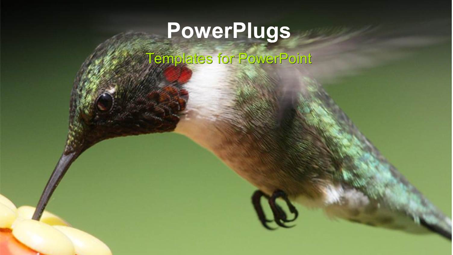 a Bird with a Greenish Background and Place for Text