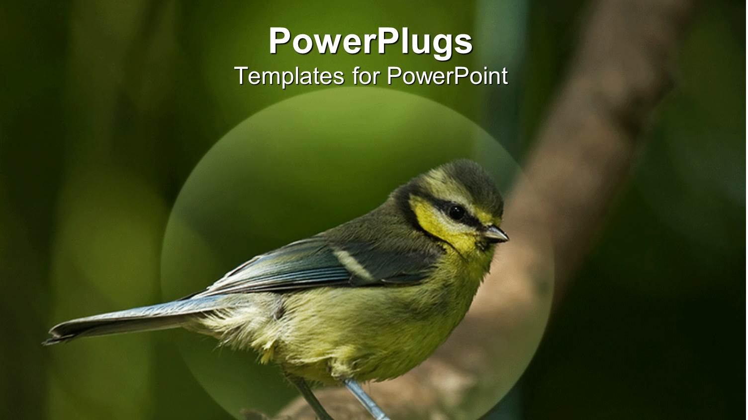 a Bird with a Hand in the Background