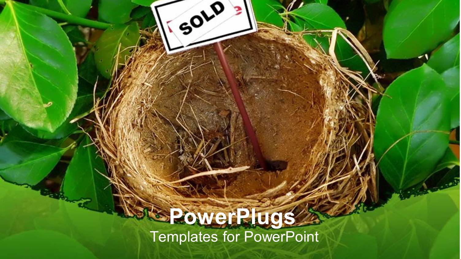 a Bird Nest in the Midst of a Green Plants and a Sign Post