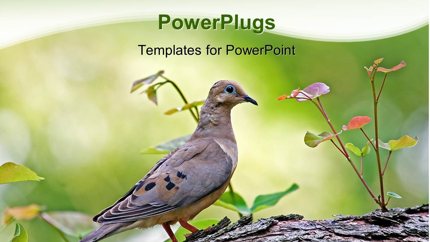 a Bird with a Tree and Greenish Background