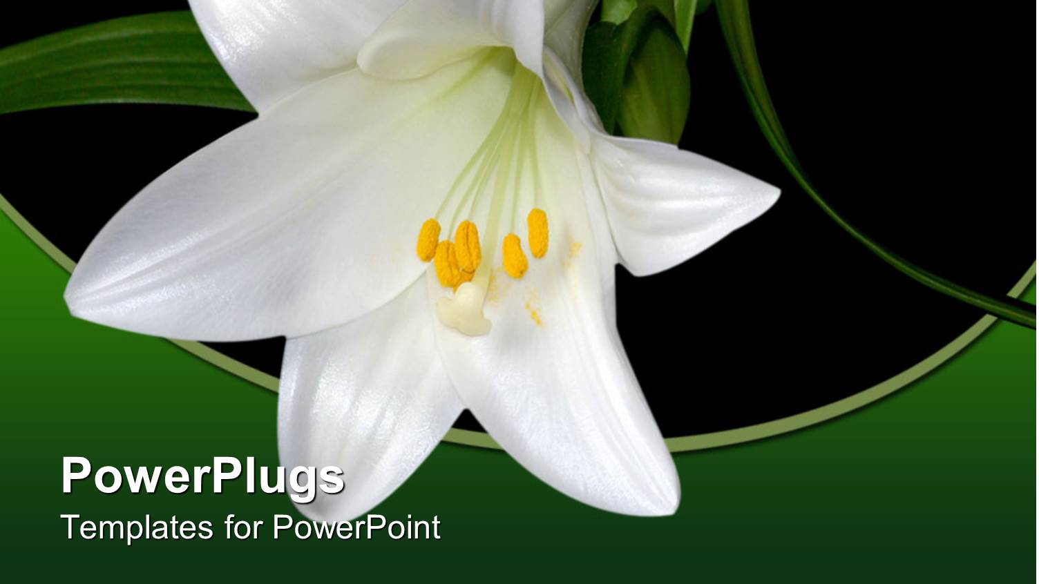 Black Background with White Lily and Fresh Green Leaves