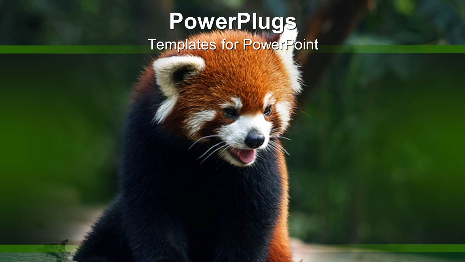 Black and Brown Furred Panda Panting