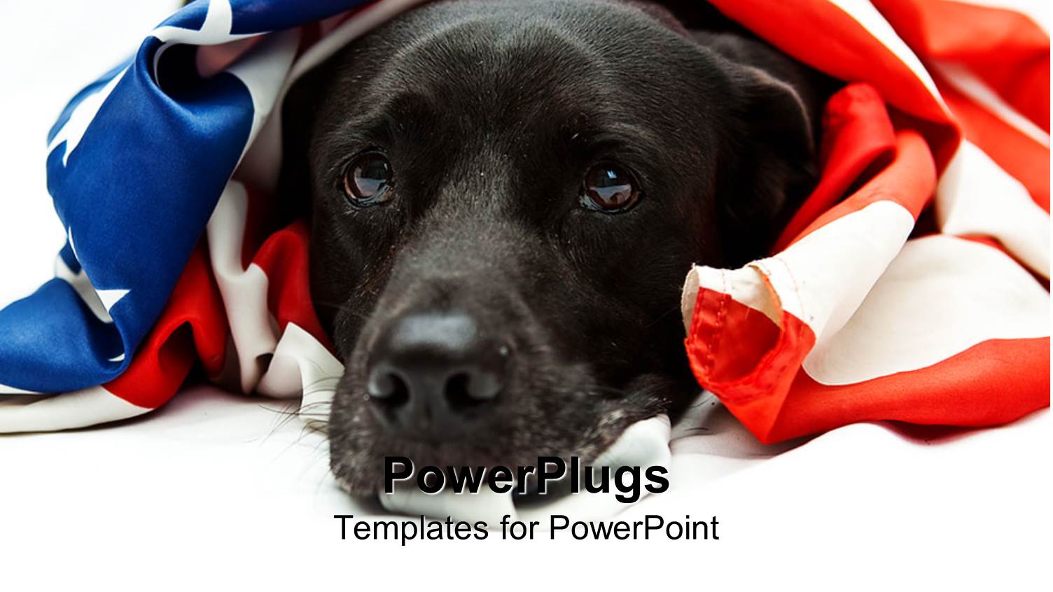 Black Dog with the us Flag Wrapped Round it