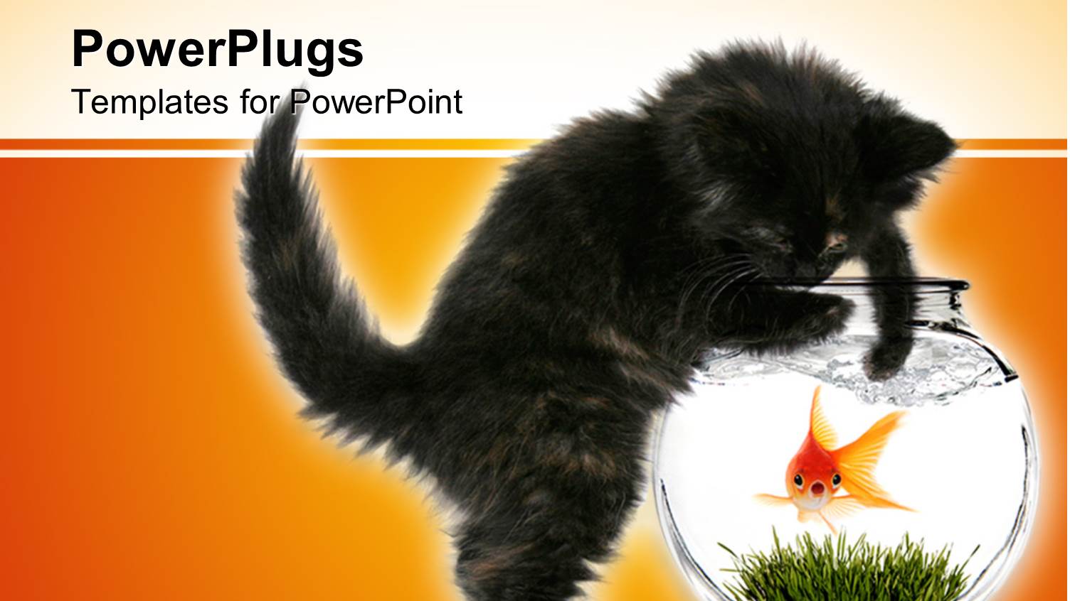 Black Kitten Trying to Reach Scared Goldfish in Bowl