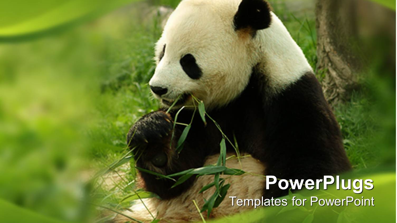 Black and White Giant Panda Eating Green Bamboo with Green Wave Border