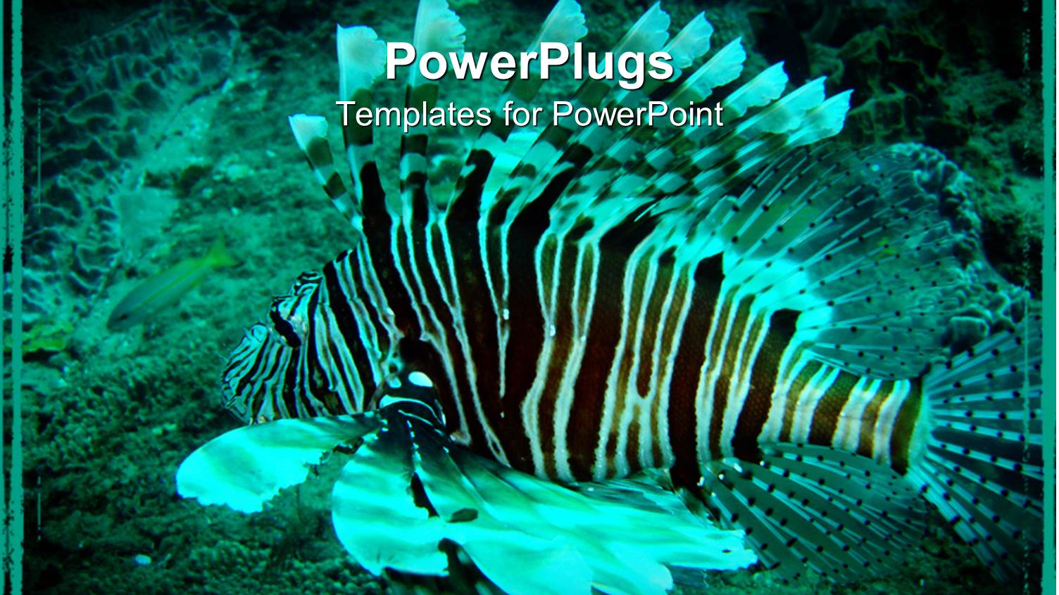 Black and White Lion Fish Swimming