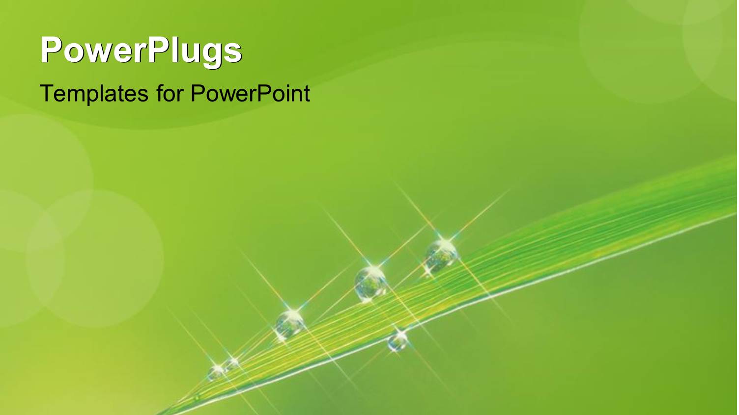 Blade of Grass with Drops of Dew, Green Background