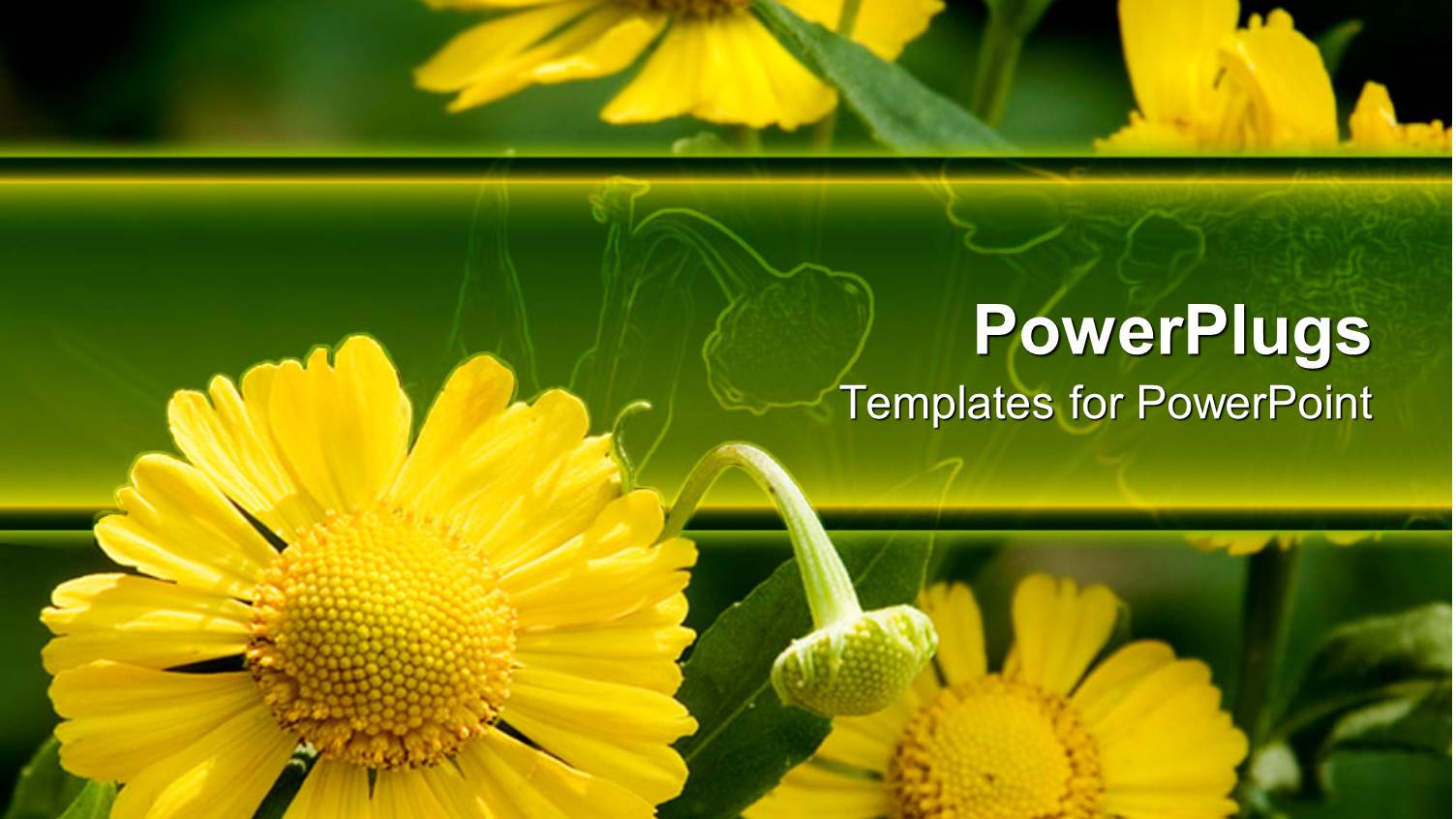 Blossoming Yellow Daisy Flowers Growing in their Natural Habitat