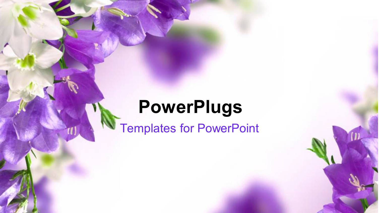 Blue Campanulas and White Lily with White Color