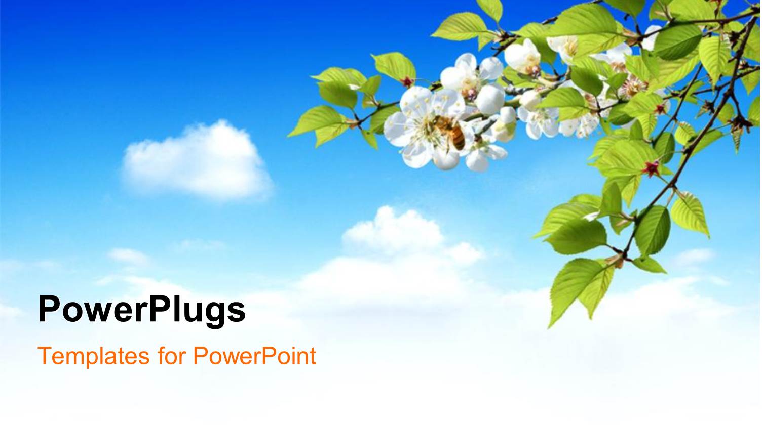 Blue Cloudy Sky with Tree and White Beautiful Flowers