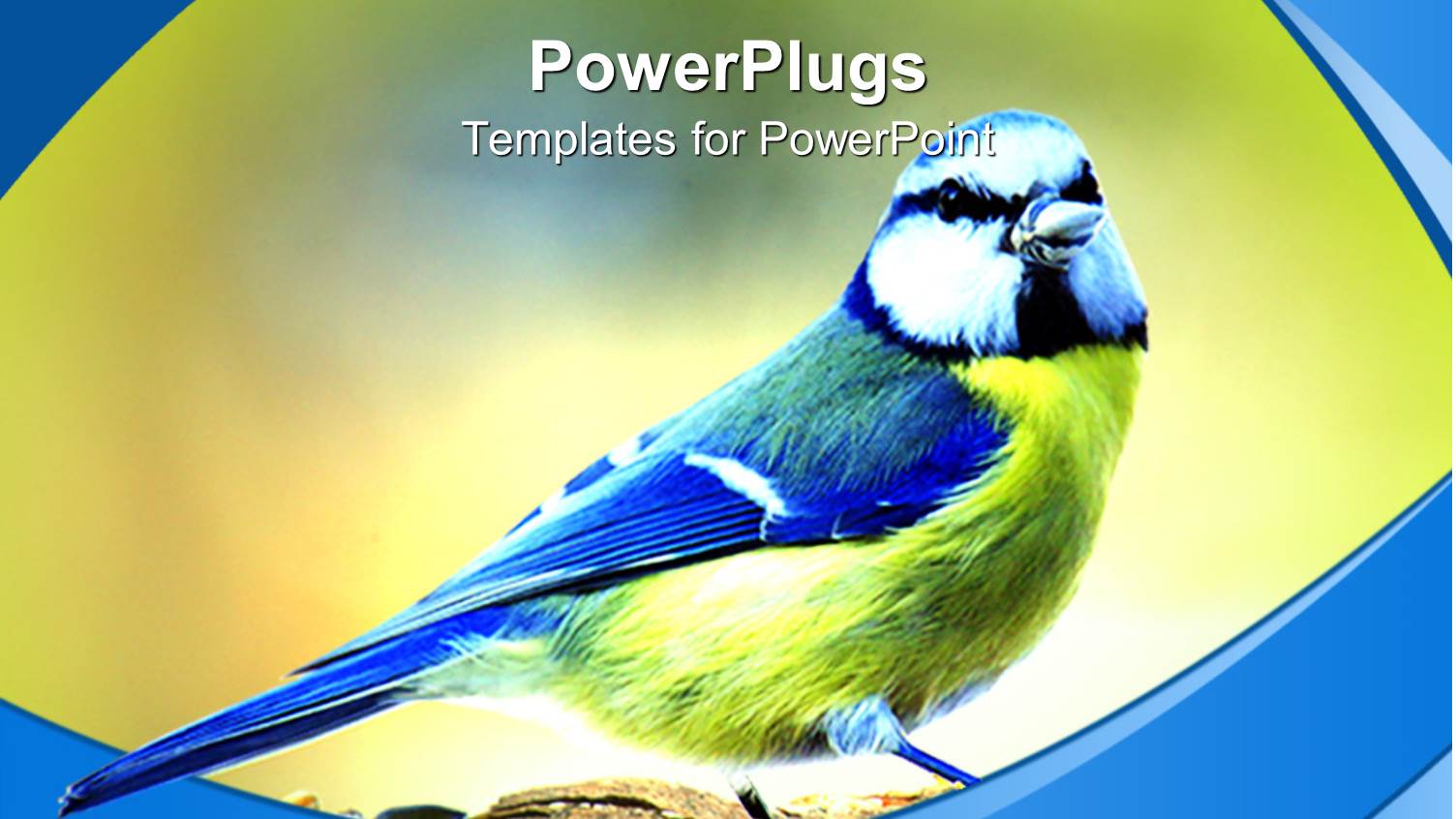 Blue and Yellow Bird on Green Background