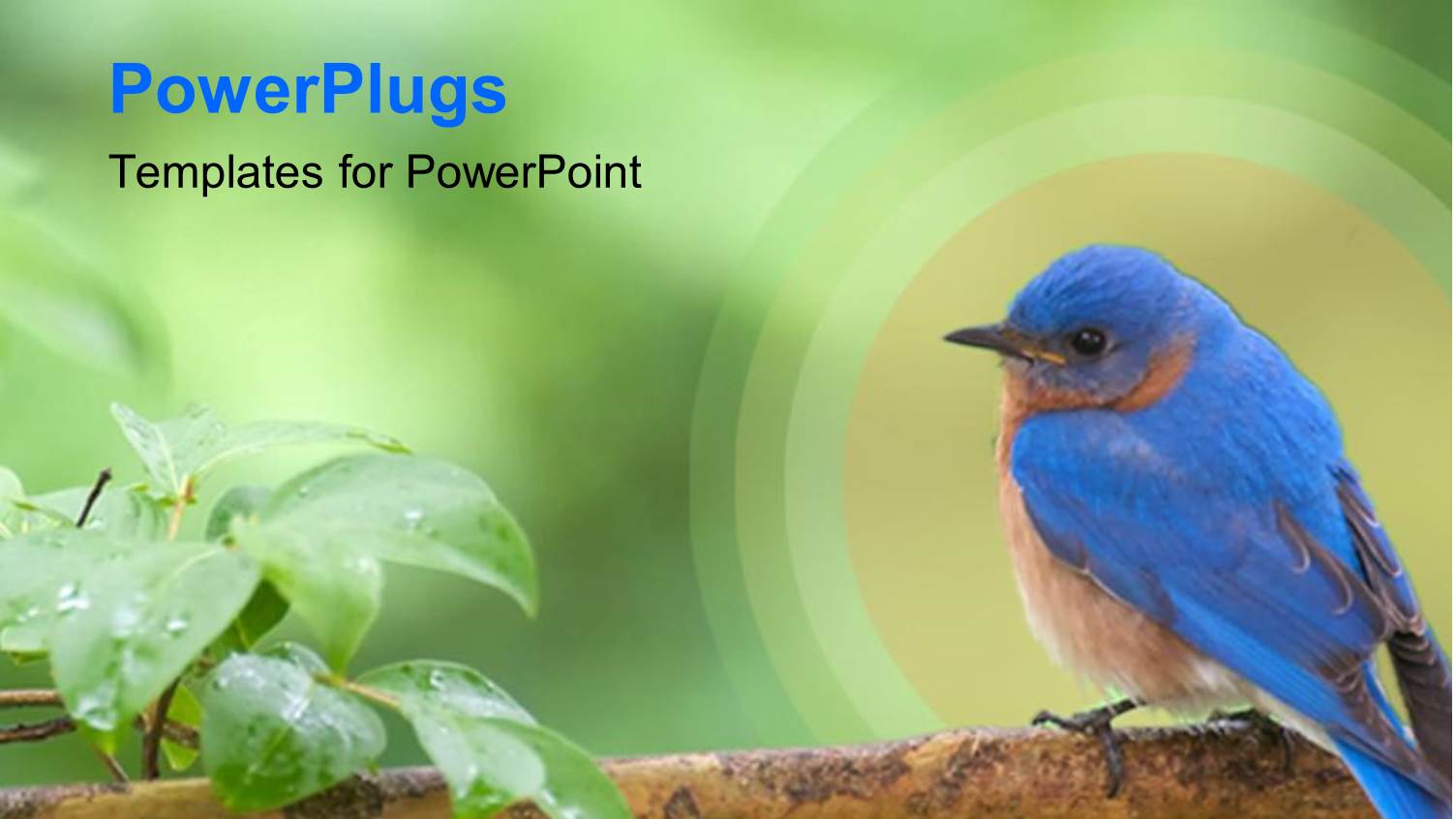 Bluebird Perched on Tree Branch with Leaves