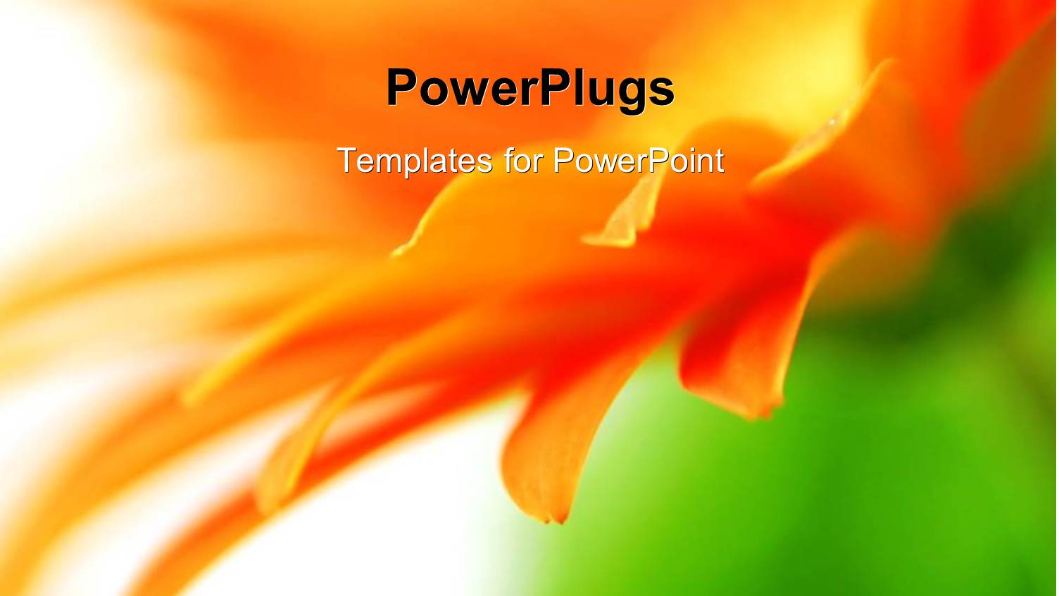 Blurred Orange Vivid Flower Petals with Nature