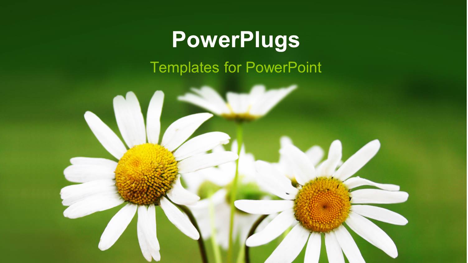 Bouquet of Blooming Daisy Flowers with Green Color