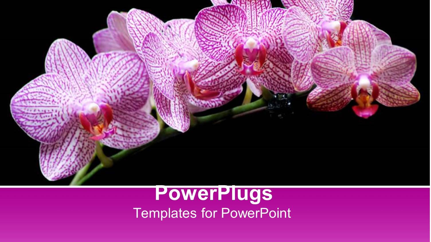Branch with Pink Orchid Flowers on Black Background with Pink Band for Text